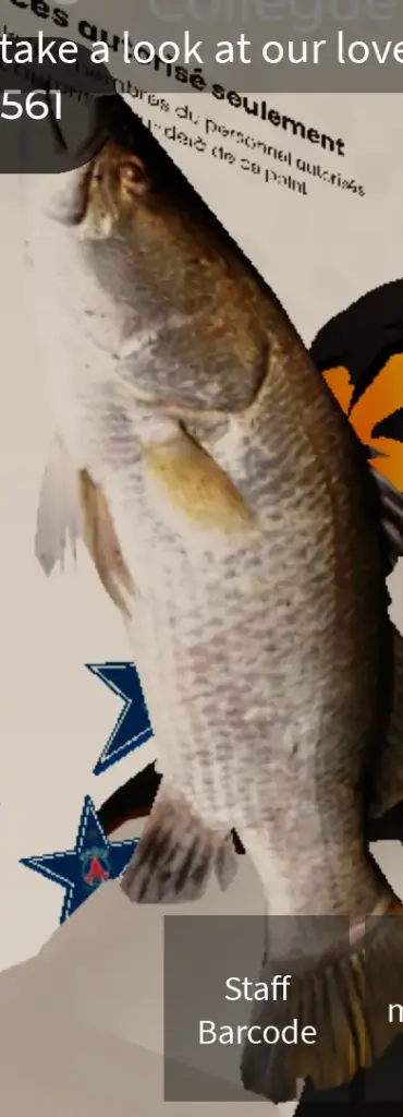 Saumon Frais